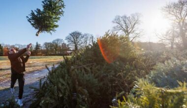 Here's how to recycle Christmas trees in East Renfrewshire