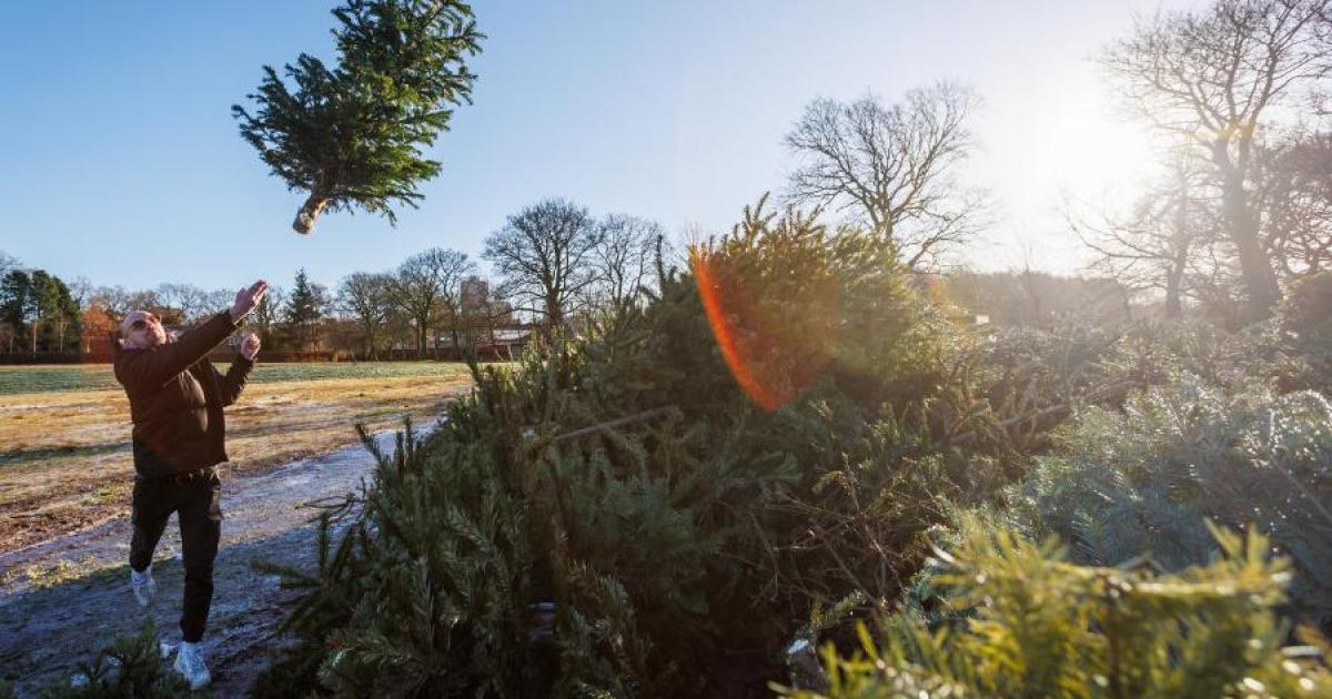 Here's how to recycle Christmas trees in East Renfrewshire