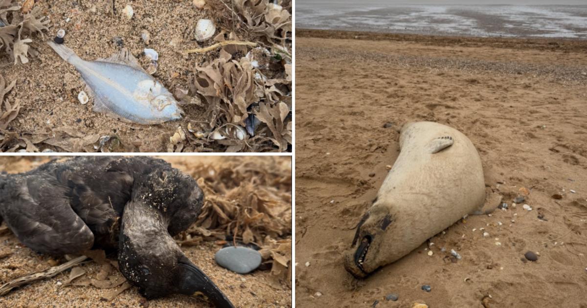 Thousands of dead creatures found on Snettisham beach