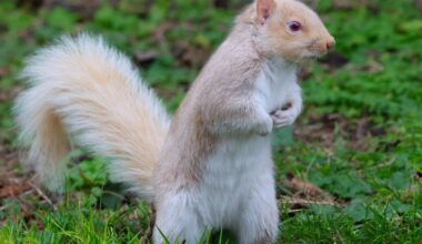 Camera Club: White squirrel photographed in Queen's Park