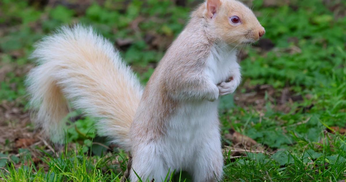 Camera Club: White squirrel photographed in Queen's Park