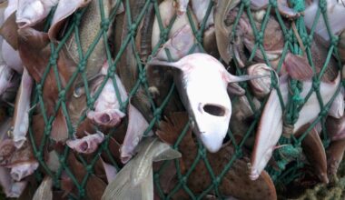 Why is endangered shark ending up on Swiss plates? 