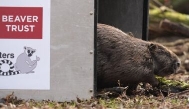 In Pictures: Beavers and Bridgerton lookalikes among animal highlights for 2025