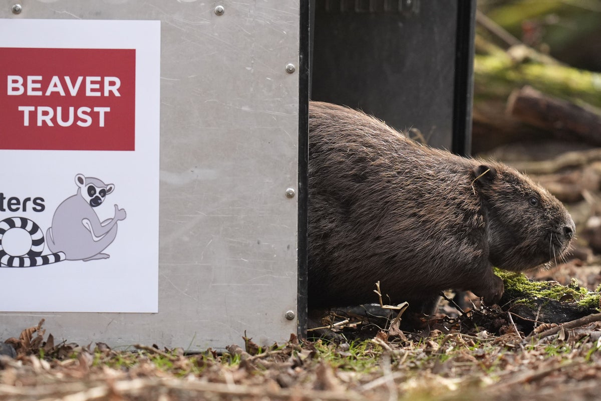 In Pictures: Beavers and Bridgerton lookalikes among animal highlights for 2025