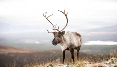 Seven of the UK’s most majestic winter wildlife encounters