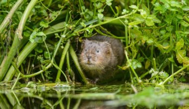 water voles return to London