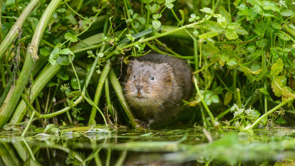water voles return to London
