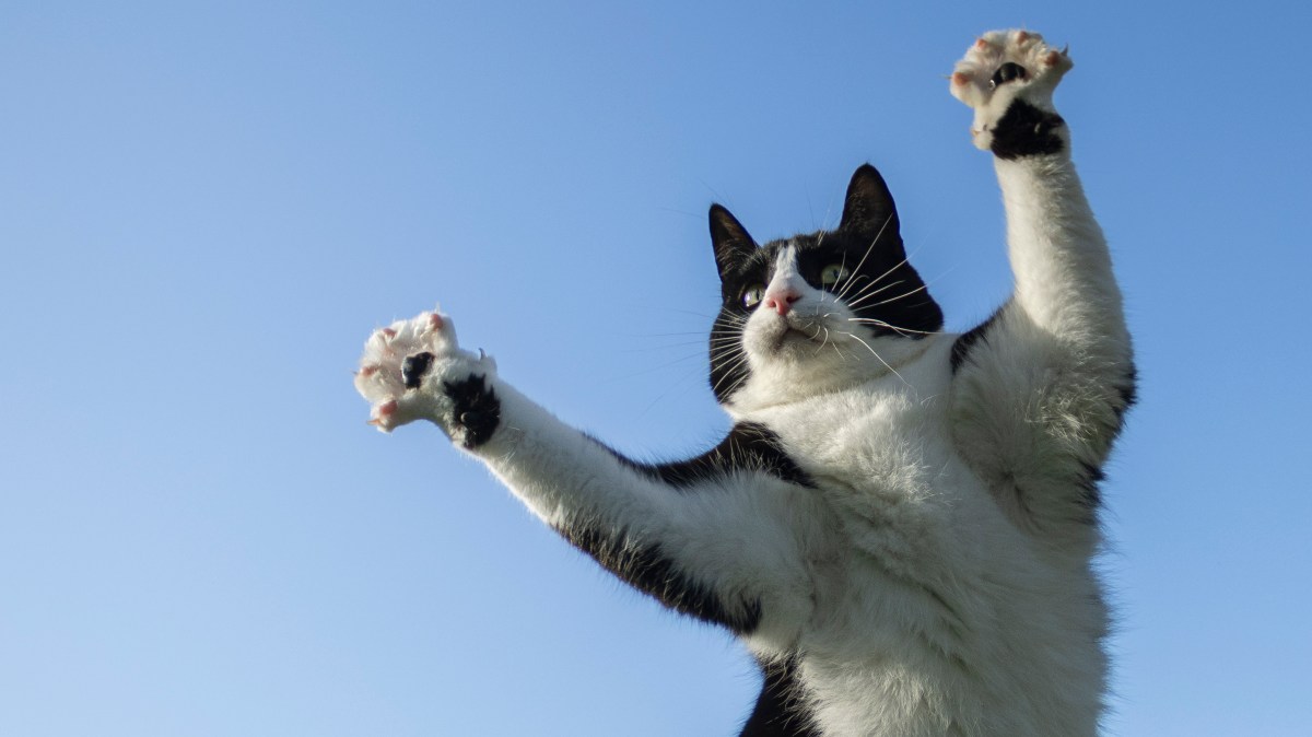 20 of the best entries for the RSPCA Young Photographer Awards 2025