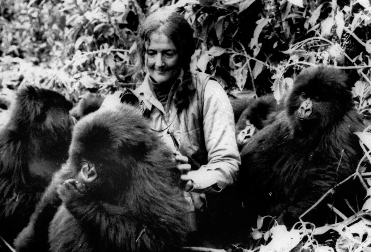 Dian Fossey with her beloved gorillas in Rwanda