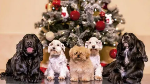 Reuters Christmas card from Juan Carlos featuring a row of five dogs in front a Christmas tree
