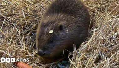 A young brown beaver sat in a mound of hay with a carrot in front of her and a small leaf on her head.