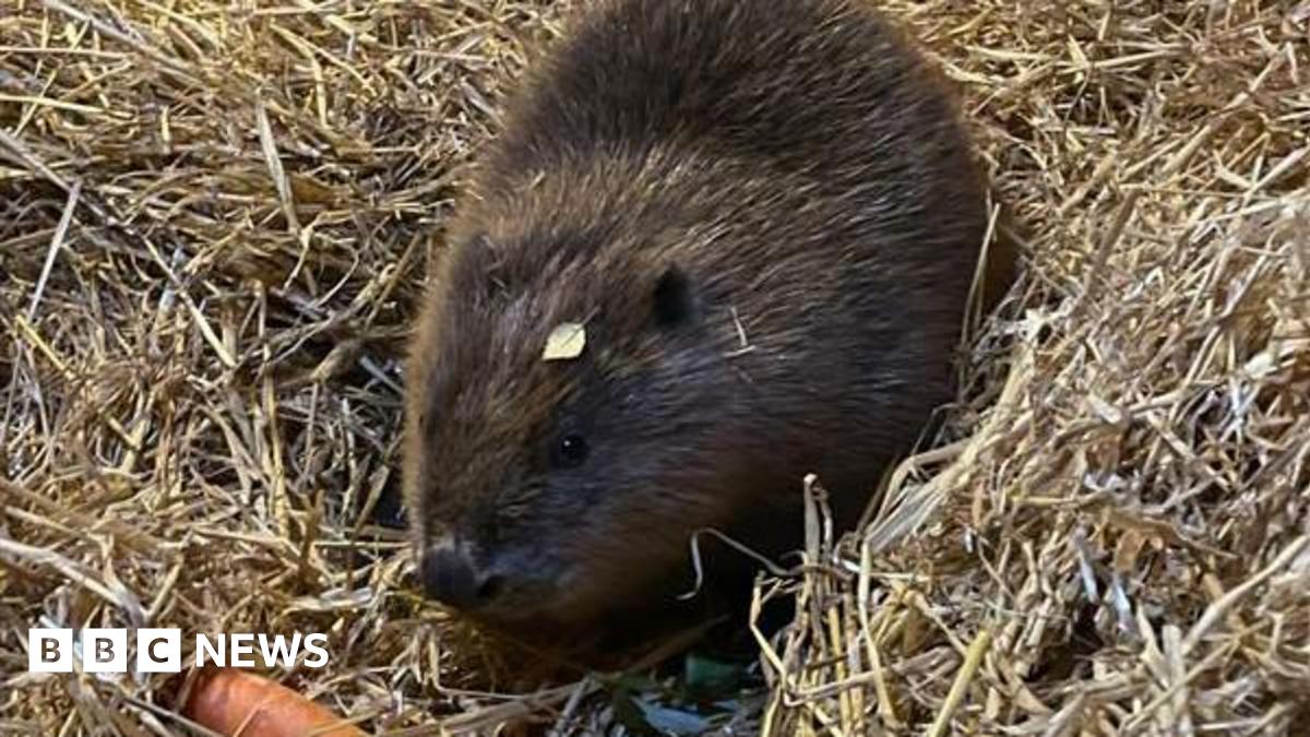 A young brown beaver sat in a mound of hay with a carrot in front of her and a small leaf on her head.