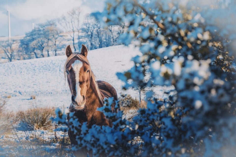 Horses in the hills of Belfast close to Hannahstown during snowy and frosty weather on November 20 (Photo by Kevin Scott)