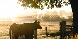 Previous Article: "AI Is Gonna Eventually Eat Itself... Like When We Fed Cows With Cows And Got Mad Cow Disease"