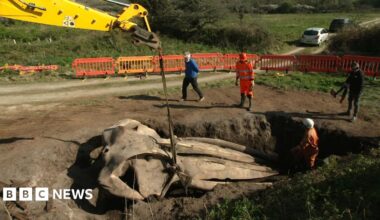 A yellow digger arm over a hold containing an enormous whale skull, with a harness around it. One person stands in the hole beside the skull, while three others stand next to it looking in.