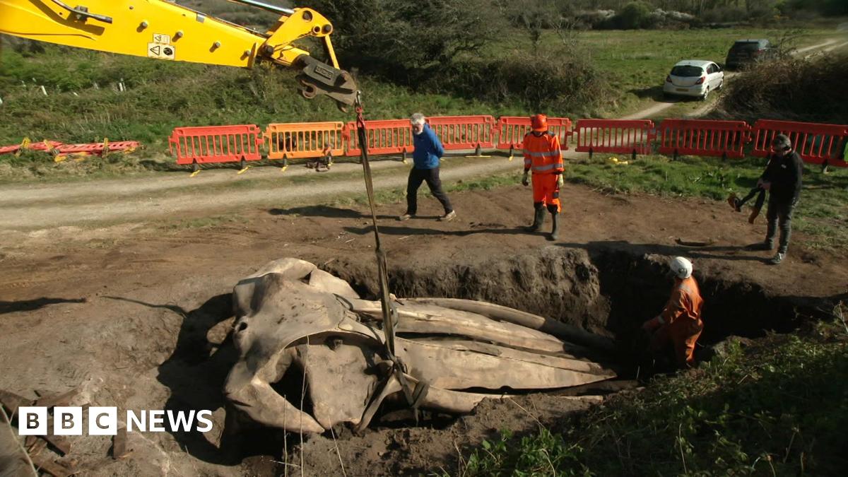 A yellow digger arm over a hold containing an enormous whale skull, with a harness around it. One person stands in the hole beside the skull, while three others stand next to it looking in.