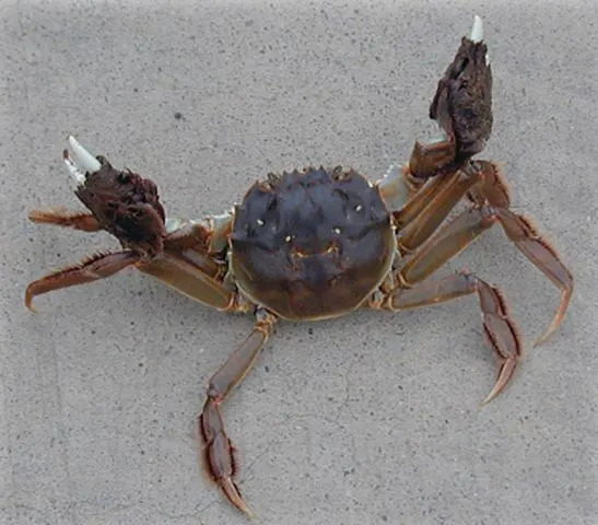 Oregon Department of Fish & Wildlife Chinese Mitten Crab