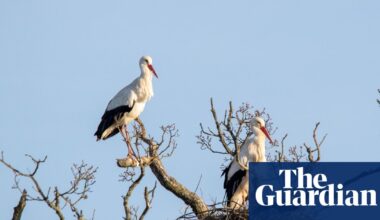 White storks to make historic return to London in 2026 | Conservation