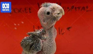 NSW government, energy company under fire after native bird habitat cleared for renewables project