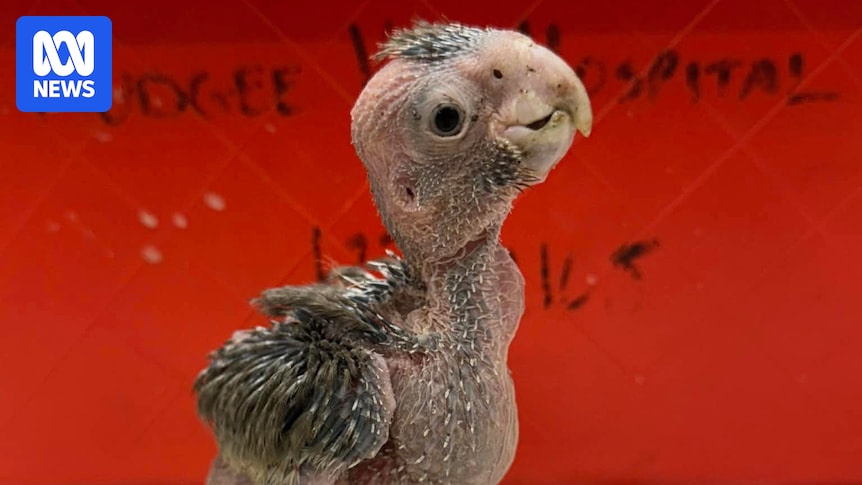 NSW government, energy company under fire after native bird habitat cleared for renewables project