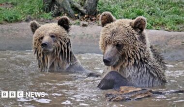 Brown bears Mish and Lucy are seen playing in water surrounded by grass and timber.