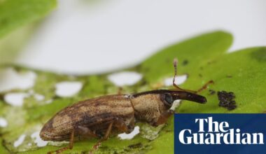 Crayfish, weevils and fungi released in UK to tackle invasive species such as Japanese knotweed | Invasive species