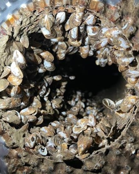The inside of a pipe blocked with mussels