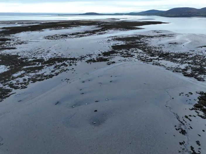 27 common dolphins were found stranded in Ballyvaughan, Co Clare on Sunday. Photo: IWDG 