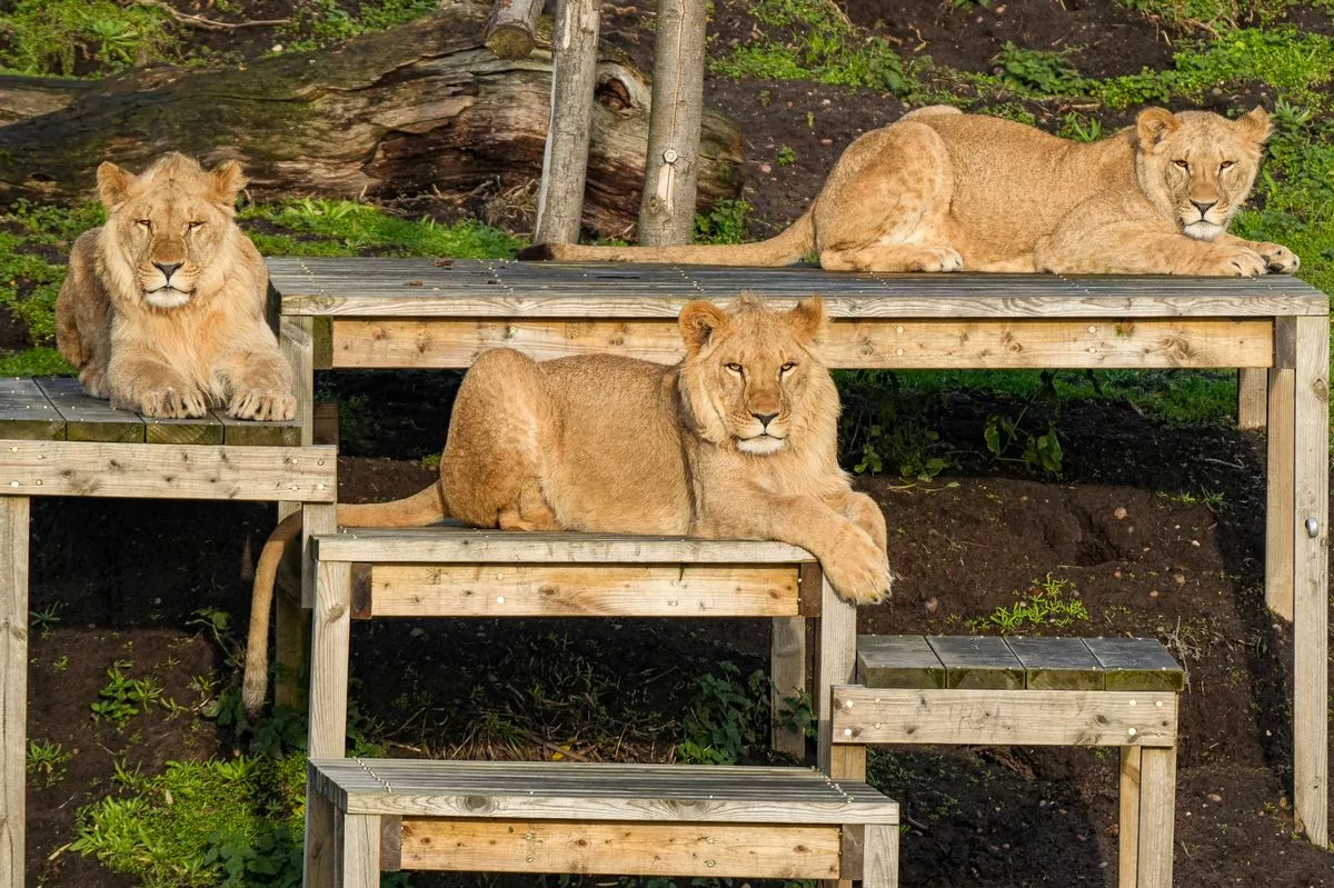 Oleg, Rafael and Shanti sunbathing at Yorkshire Wildlife Park