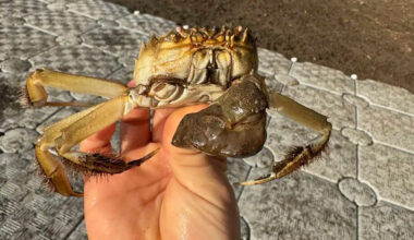 Hairy, Invasive, Wall-Scaling Crabs are Appearing in Oregon and Officials are Concerned