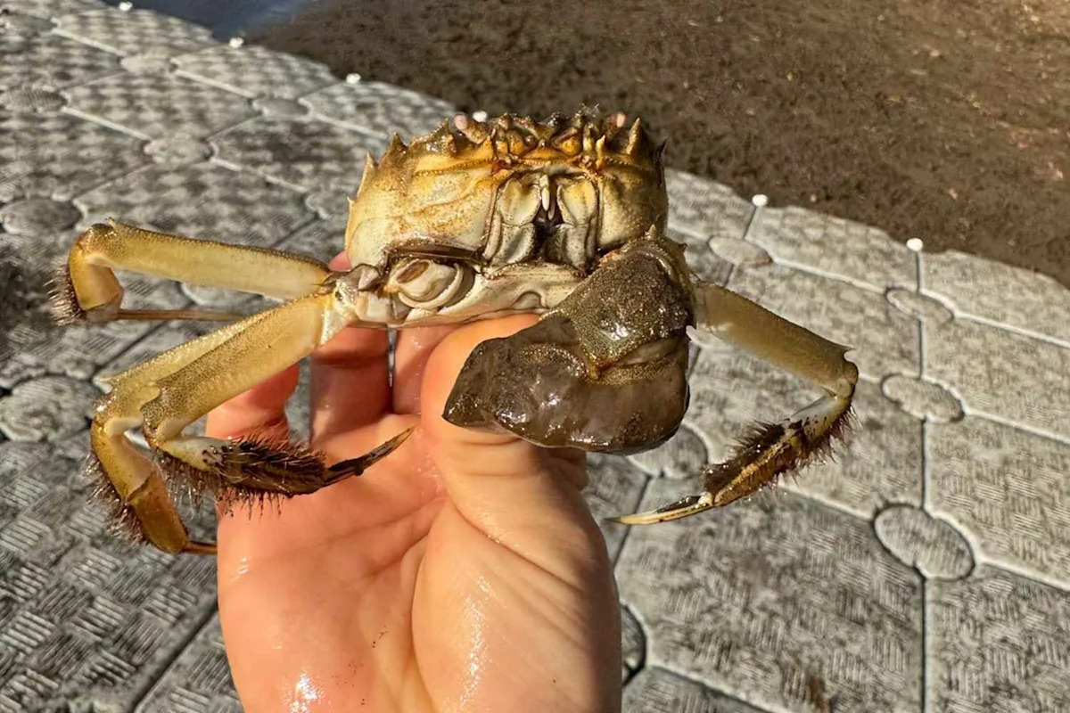 Hairy, Invasive, Wall-Scaling Crabs are Appearing in Oregon and Officials are Concerned