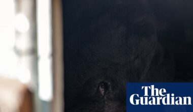 ‘We call him ... unbearable’: California homeowner laments uninvited beast | Los Angeles