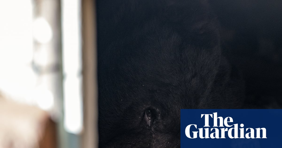 ‘We call him ... unbearable’: California homeowner laments uninvited beast | Los Angeles