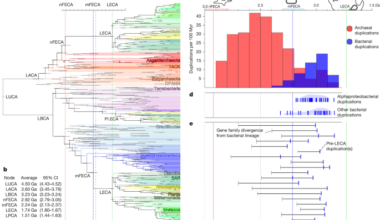 Dated gene duplications elucidate the evolutionary assembly of eukaryotes