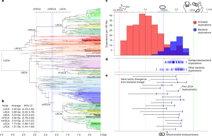 Dated gene duplications elucidate the evolutionary assembly of eukaryotes