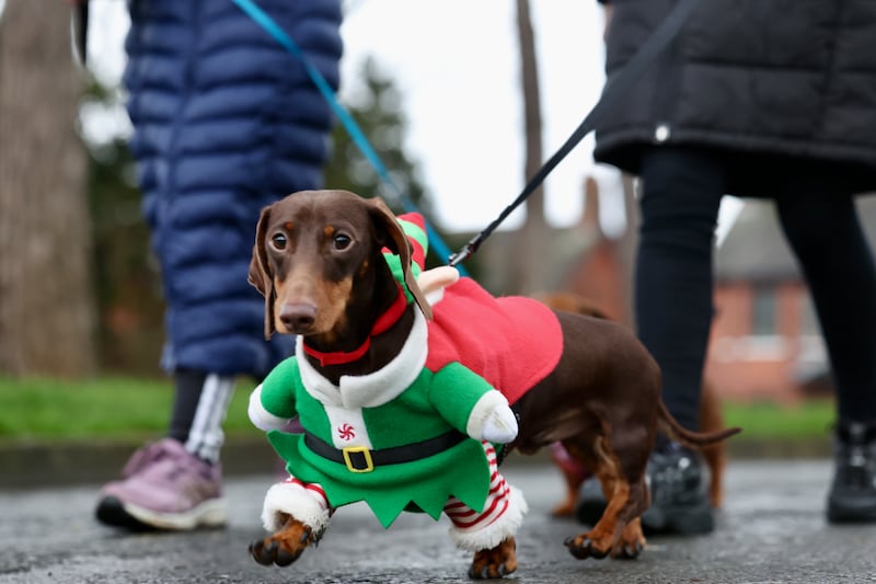 Doggie danders celebrates its one year anniversary in Falls Park in west Belfast. PICTURE: MAL MCCANN