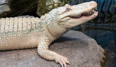 Claude, Albino Alligator Who 'Brought Joy to Millions', Dies at Age 30