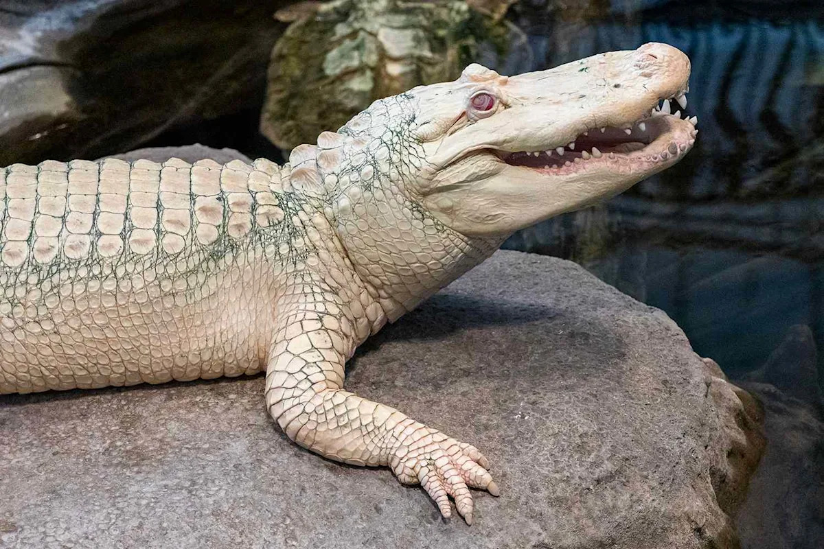 Claude, Albino Alligator Who 'Brought Joy to Millions', Dies at Age 30