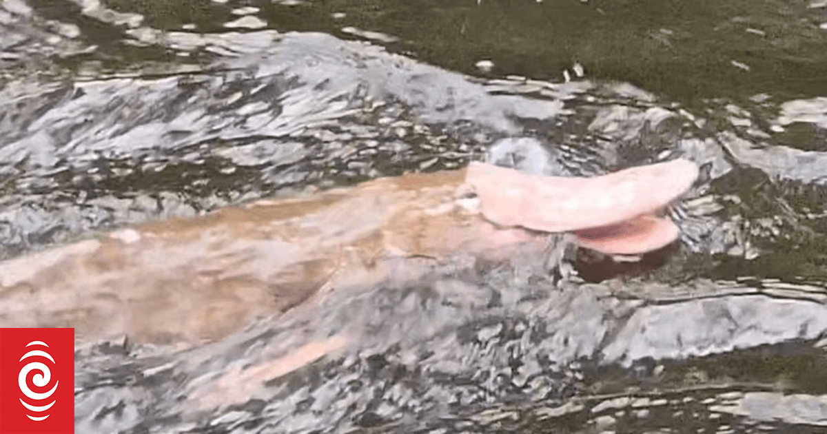 Rare pink platypus spotted in East Gippsland river by Melbourne fisherman
