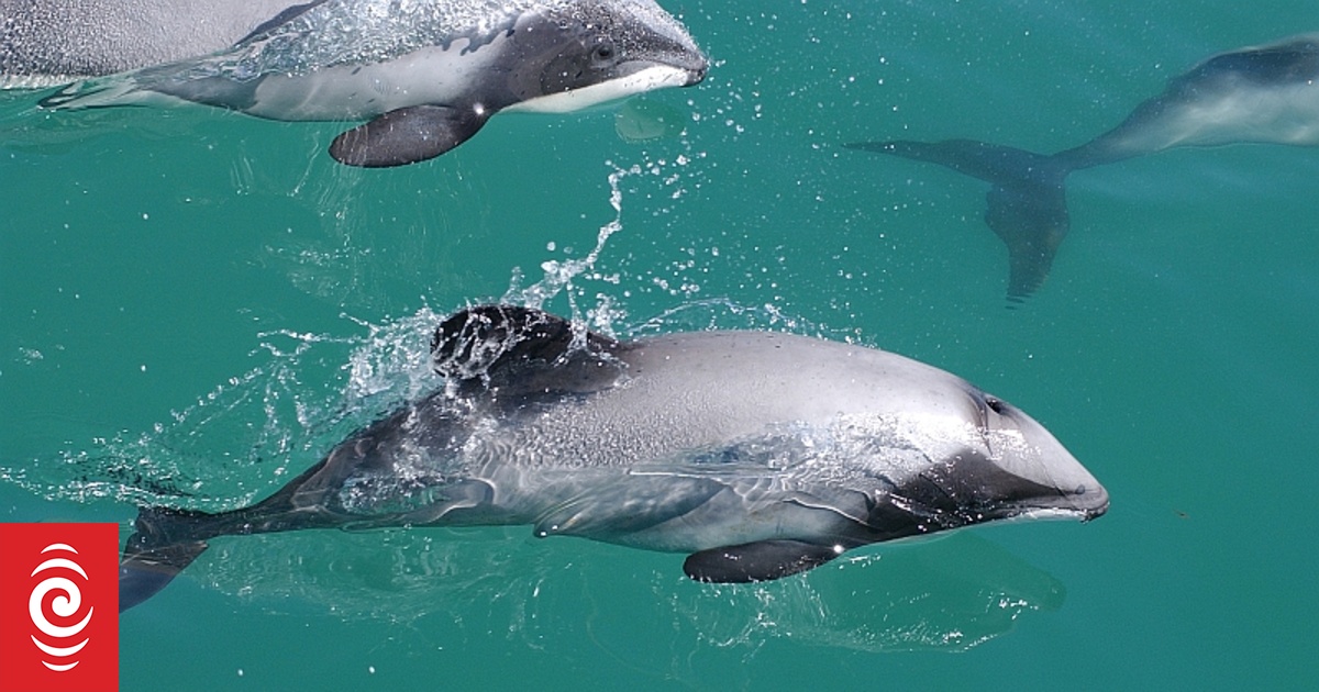 Rare Hector's or Māui dolphin spotted in Northland prompts questions