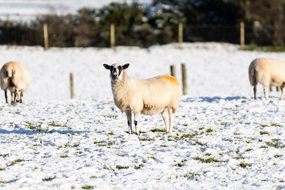 Snow in Antrim on November 19 (Luke Jervis/ Belfast Telegraph)