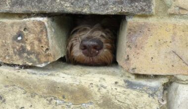 Ramsgate teen recognised in RSPCA Young Photographer Awards for humorous photo – The Isle of Thanet News