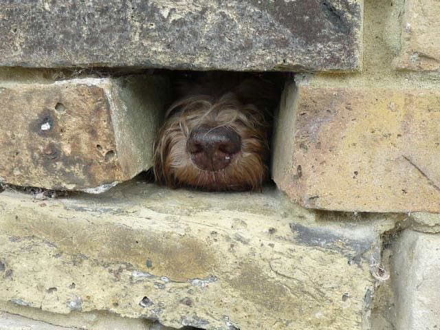 Ramsgate teen recognised in RSPCA Young Photographer Awards for humorous photo – The Isle of Thanet News