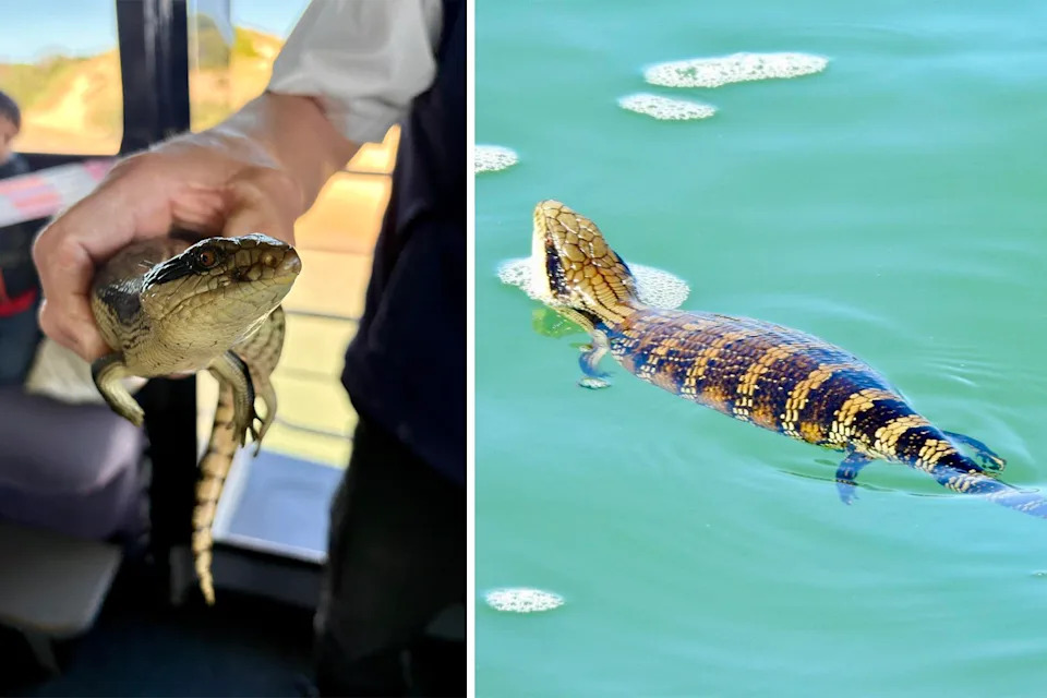 Left: A man holding the lizard. Right: The lizard swimming.