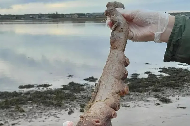 The remains washed up at a beach in Aberdeenshire.