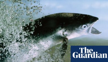 Young Atlantic salmon seen in three English rivers for first time in a decade | Fish