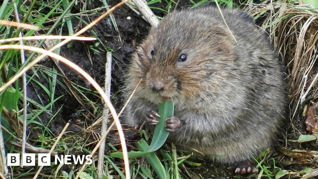Water voles spotted in River Thame for first time in 20 years