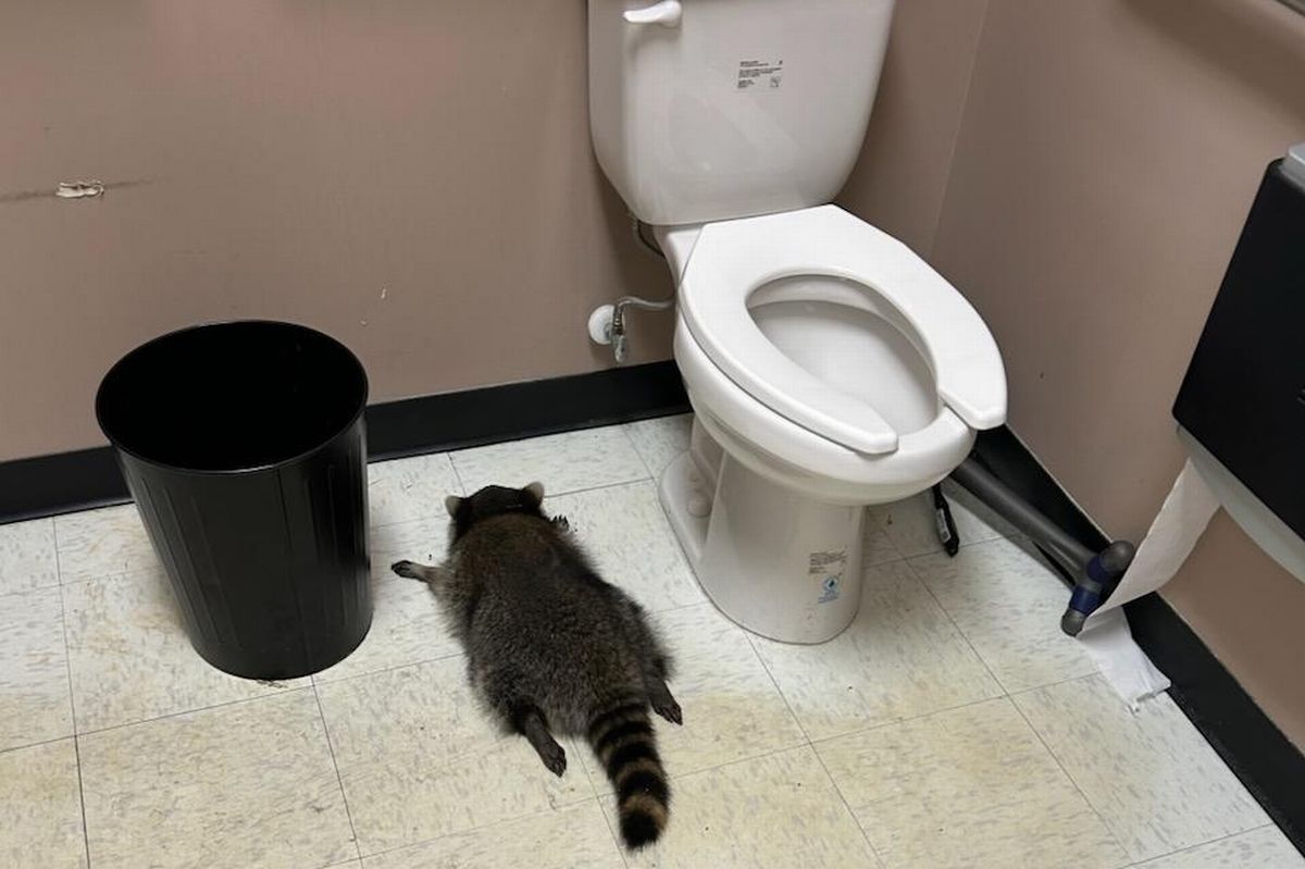 A raccoon was found passed out between a bin and a toilet