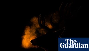 Winners of the RSPCA Young Photographer Awards 2025 – in pictures - The Guardian