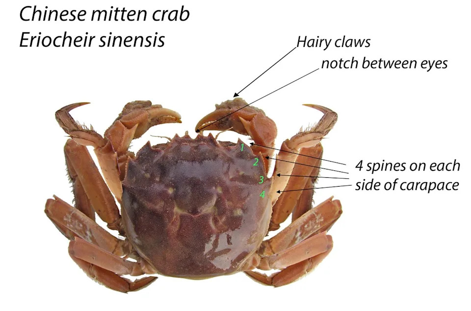 Oregon Department of Fish & Wildlife Chinese Mitten Crabs